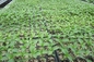 1L propagatie 200 de Plastic Zaailing Tray Greenhouse Nursery Seed Tray van Celheupen