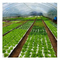 50/120/160/200 - Floating seedling tray voor groenten zonder grond