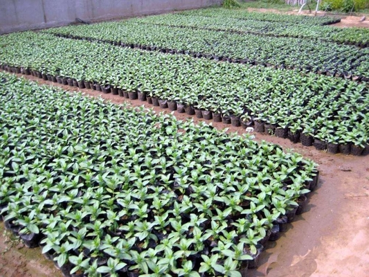 Hydroponische zachte plastic plantenpot waterkrets pot licht gewicht