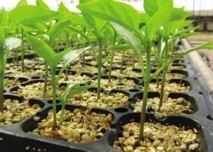 HDPE UV gestabiliseerde kunststofzaadbak Lucht snoeipot