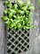 50 gaten Plastic Zaailing Tray Nursery Tray For Flower en het Dienblad van de Bomencel