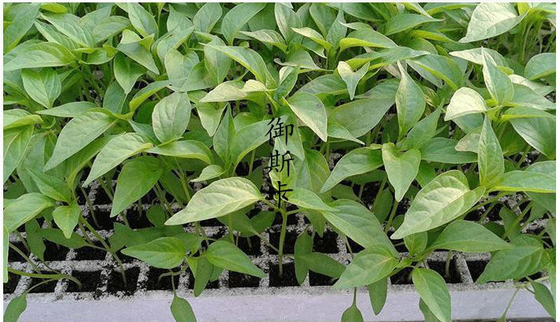 120 50 Wellseedling Tray Eps200 Well Seedling Nursery Tray In Electronics Hardware