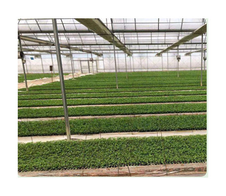 120 50 Wellseedling Tray Eps200 Well Seedling Nursery Tray In Electronics Hardware