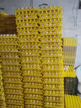 Kleurrijke gele plastic blaren thermovormige vacuümplaat eiverpakking transport 30 eiverpakking