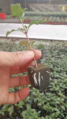 32, 50, 98, 108, , 200 Zaadbakken, zaadbakken, zaadhouders